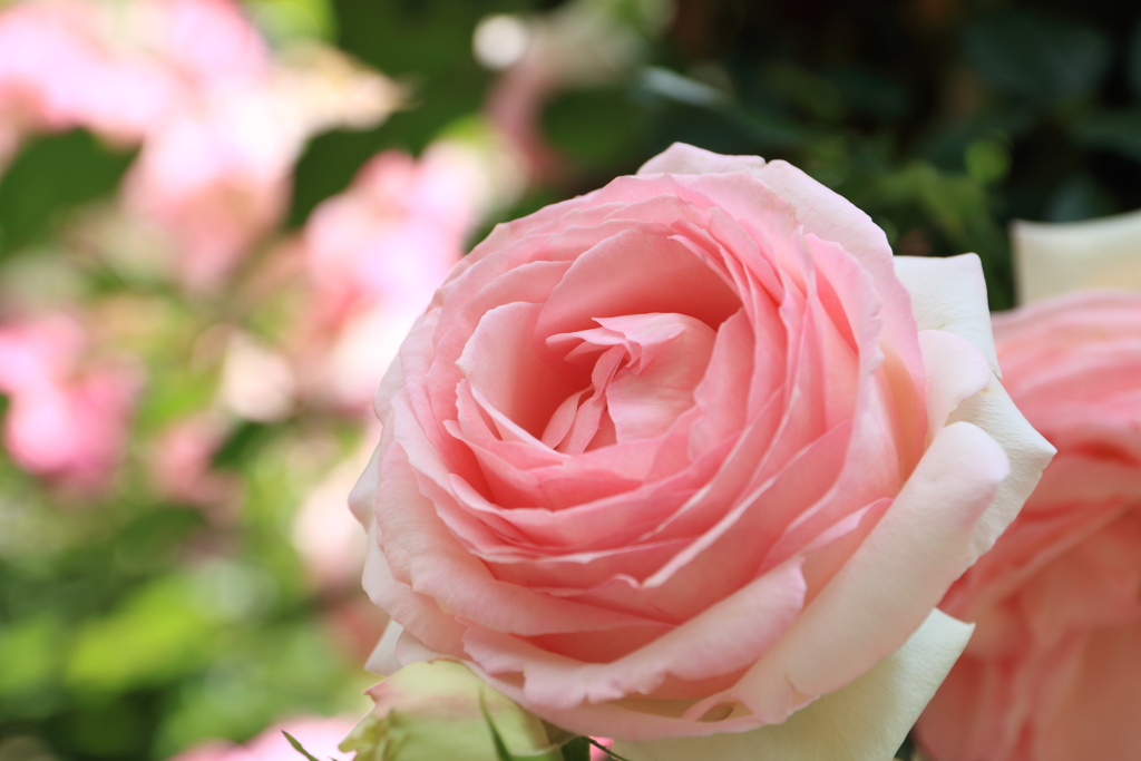 薔薇（ピエール・ドゥ・ロンサール）