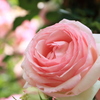 薔薇（ピエール・ドゥ・ロンサール）