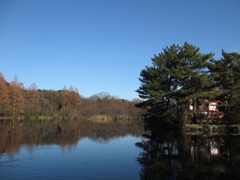 新年の石神井公園8
