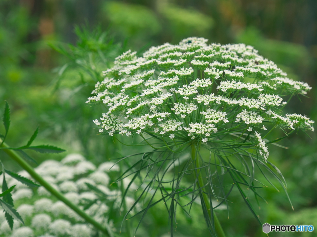 アンミ･マユス