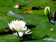 石神井公園の睡蓮1