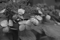 枯れ紫陽花