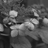 枯れ紫陽花