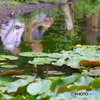雨上がりの石神井公園2