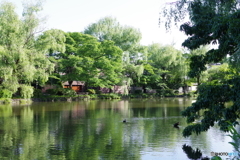 早朝の石神井公園4