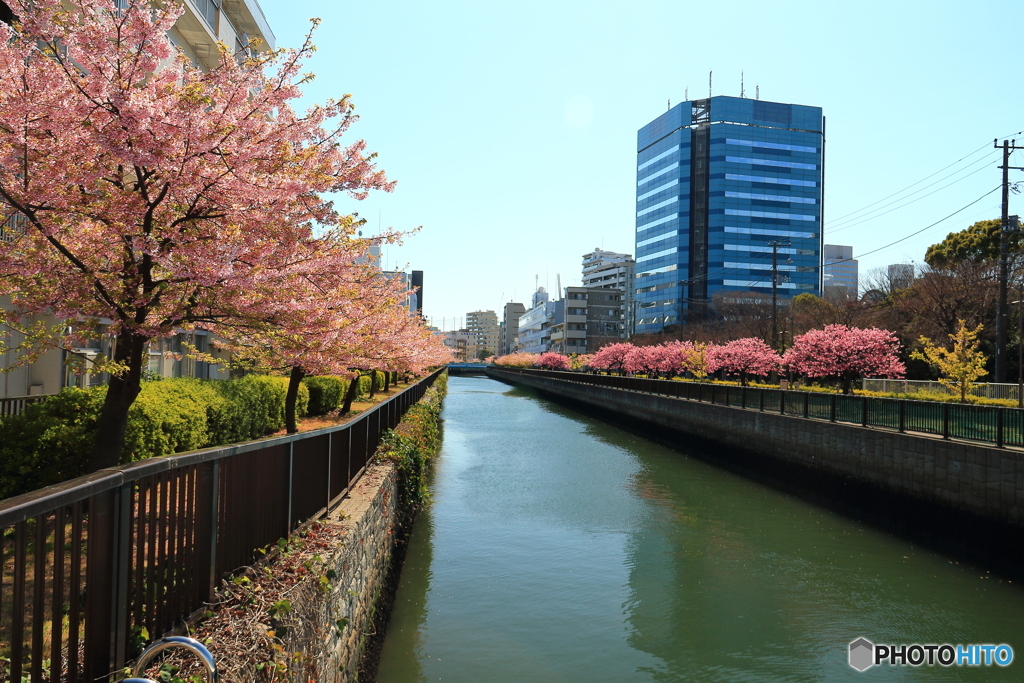 大横川の河津桜