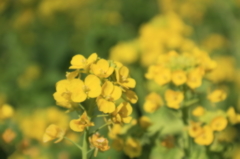 ２月の石神井公園6