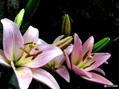 雨に濡れた百合