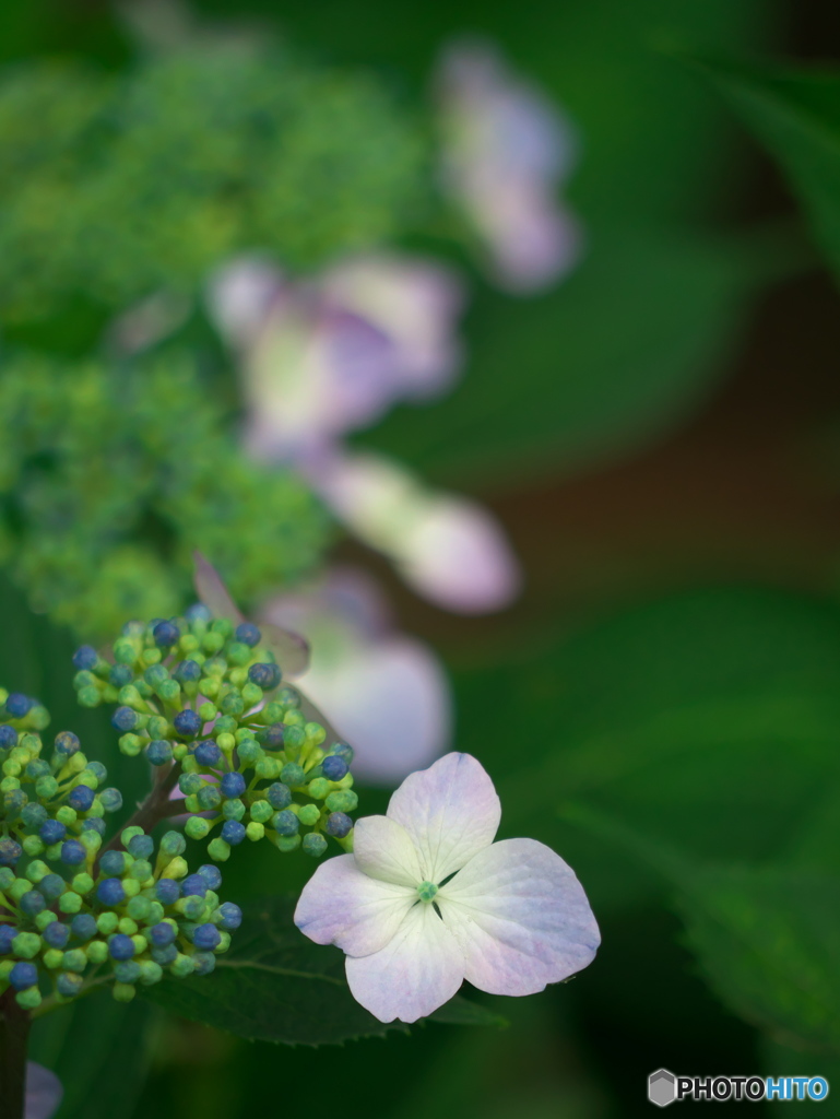 紫陽花03