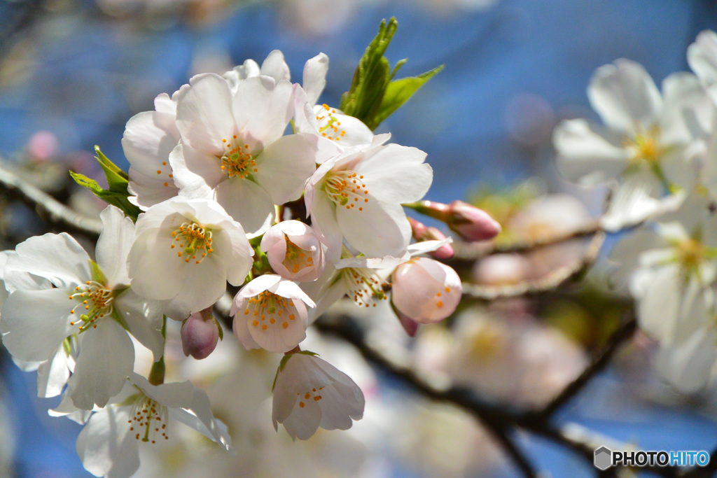 光が丘公園の桜_2