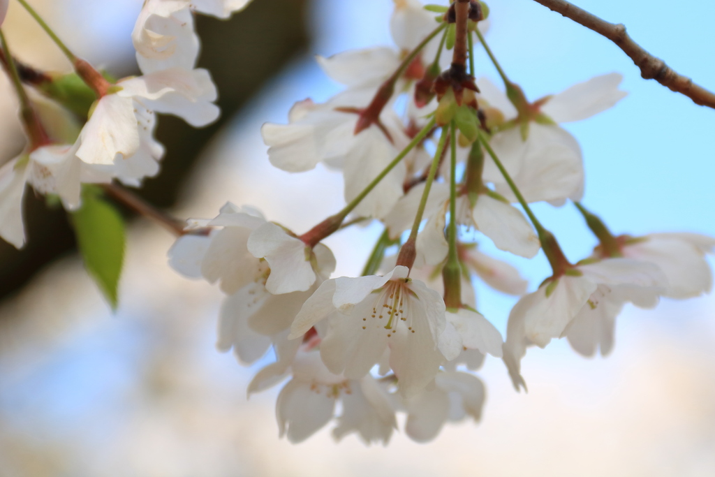 桜