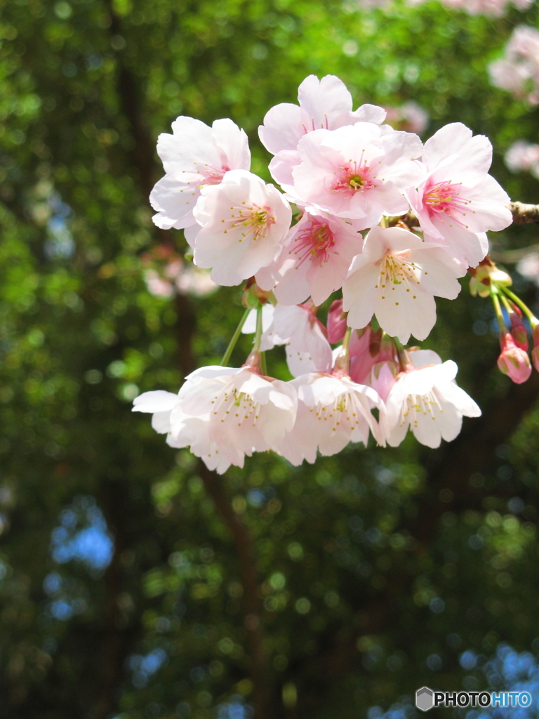 東綾瀬公園の桜2