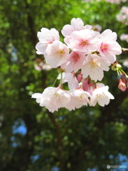 東綾瀬公園の桜2