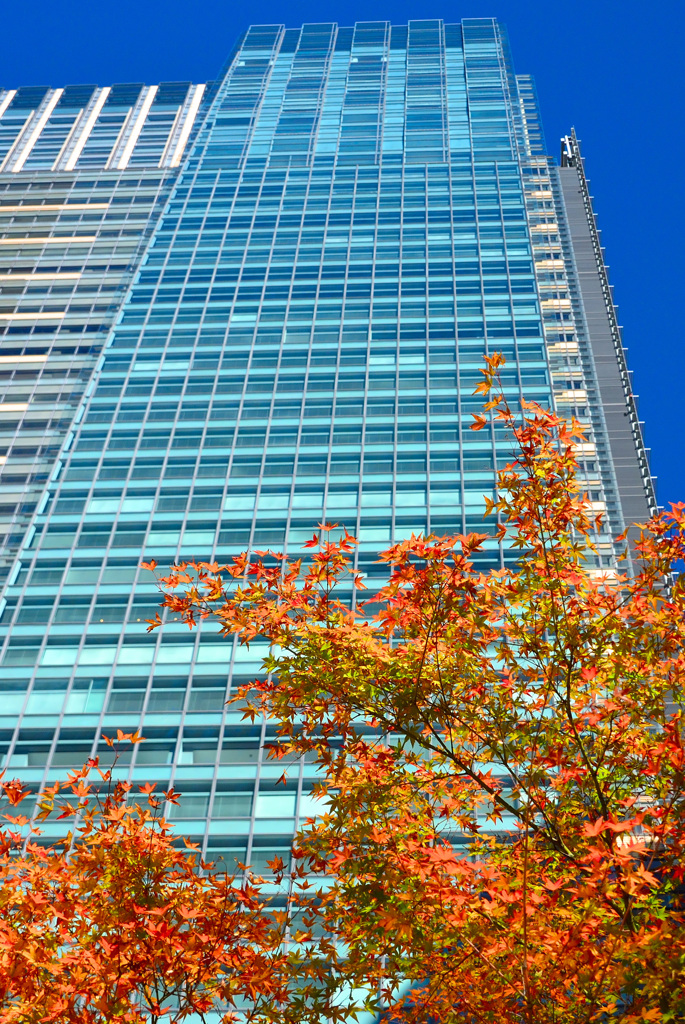 紅葉の東京ミッドタウン