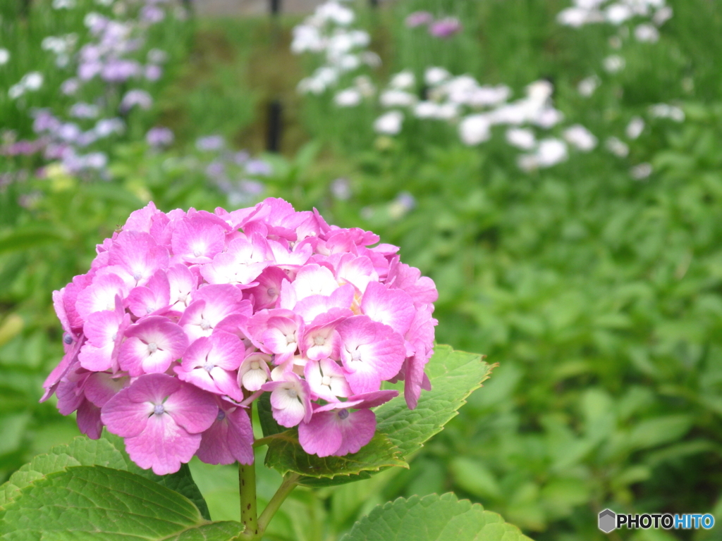 北綾瀬しょうぶ沼公園の紫陽花2