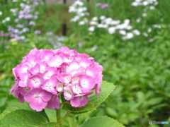 北綾瀬しょうぶ沼公園の紫陽花2