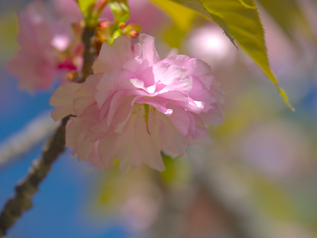 八重咲きの桜