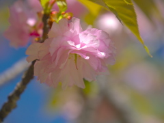 八重咲きの桜