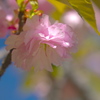 八重咲きの桜