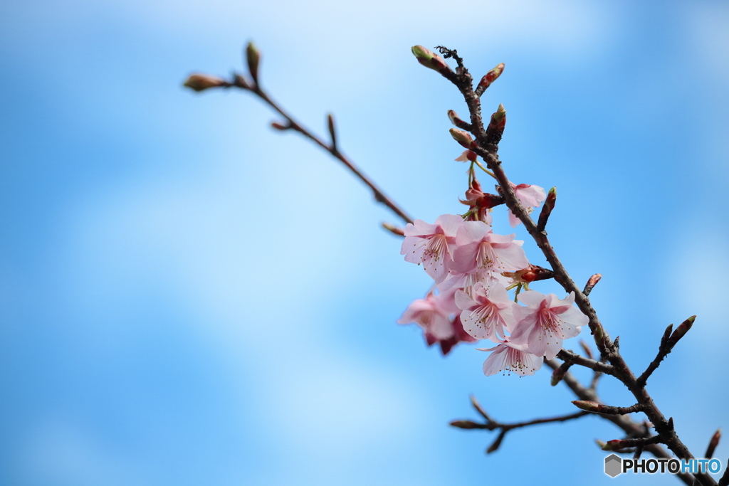 河津桜２