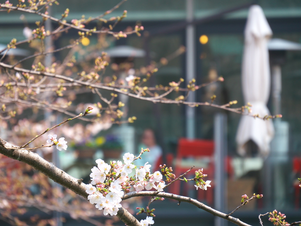 桜は三分咲き