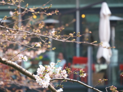 桜は三分咲き
