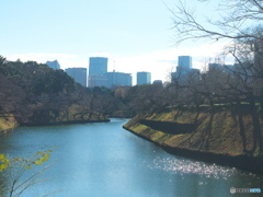 冬の千鳥ヶ淵