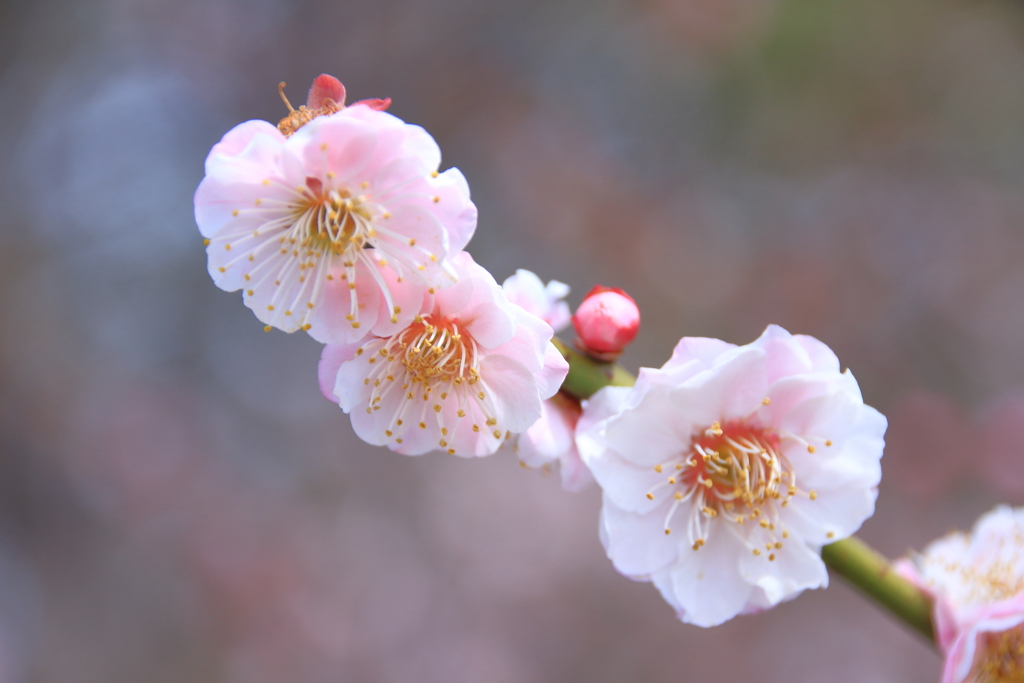 梅（長谷川絞）