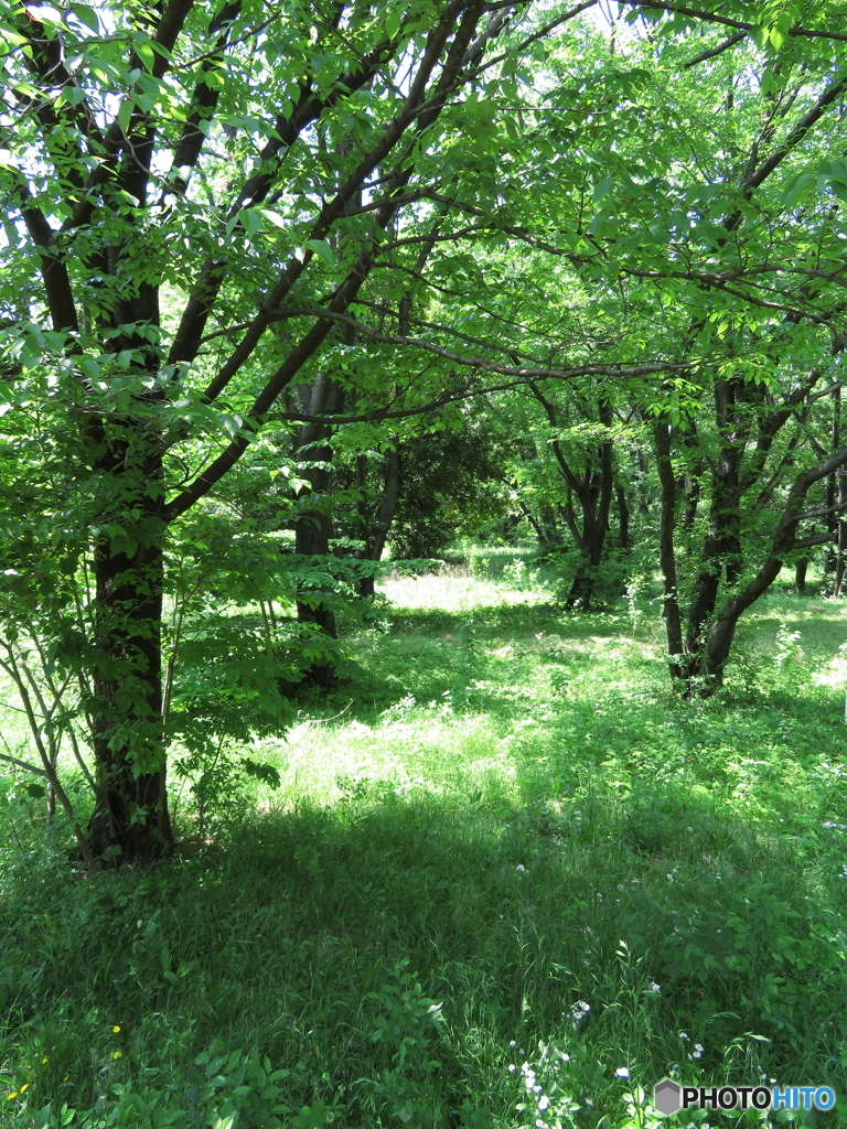 埼玉県営和光樹林公園8