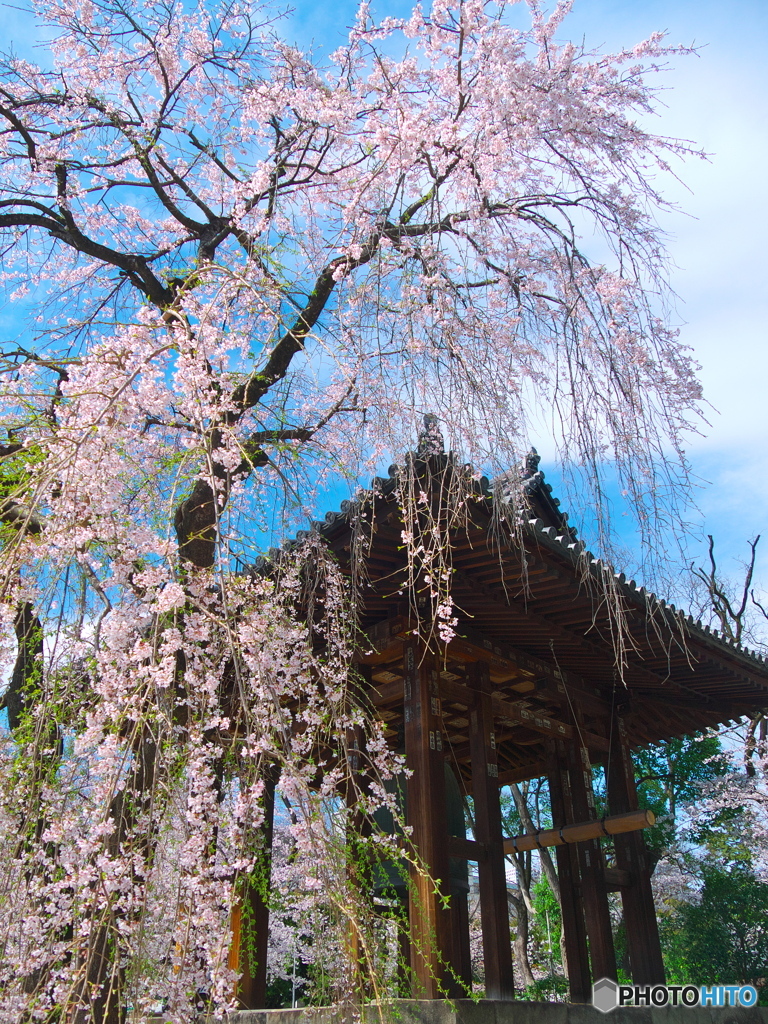 増上寺の枝垂れ桜