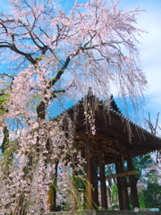 増上寺の枝垂れ桜