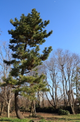 ２月の石神井公園1