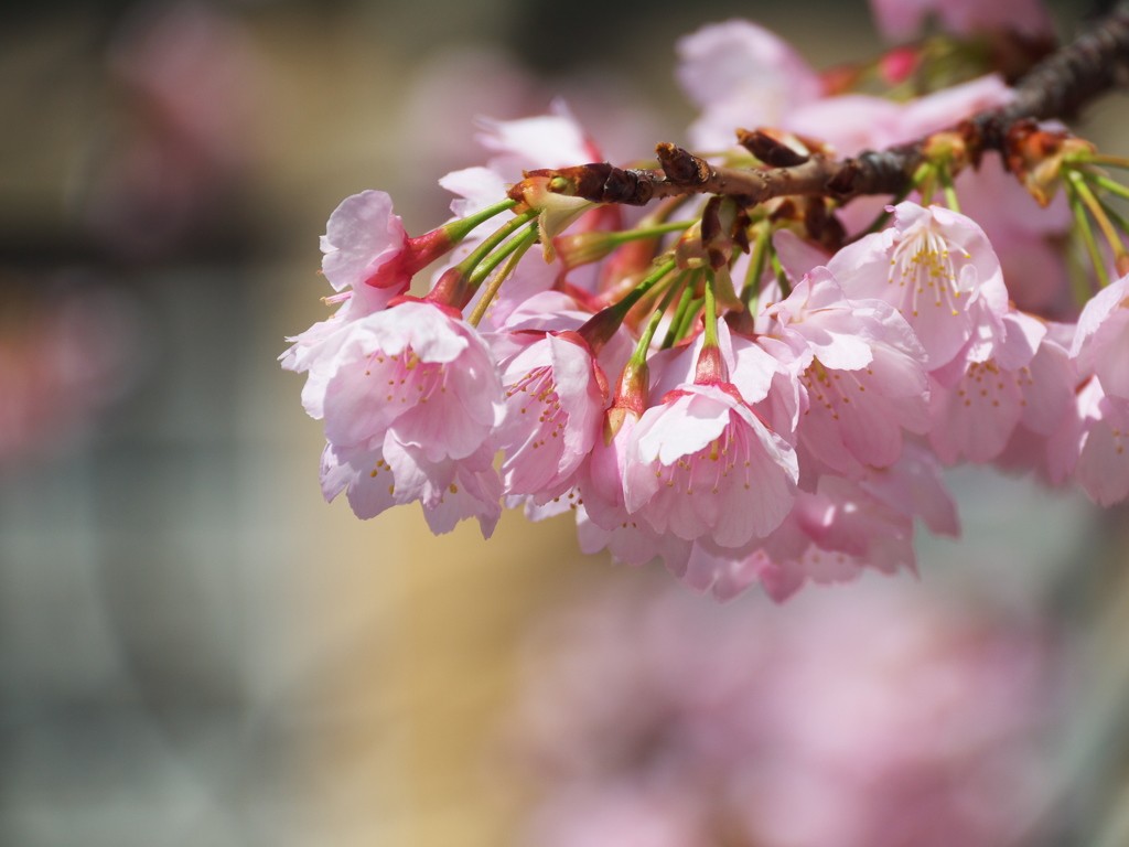 東京都復興記念館の桜02