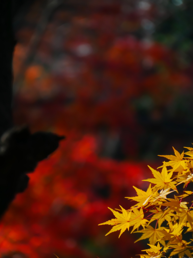 紅葉の石神井公園