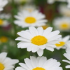 白い花