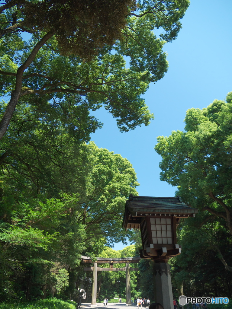 新緑の明治神宮05