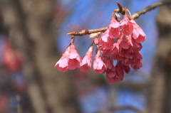 ２月の石神井公園3