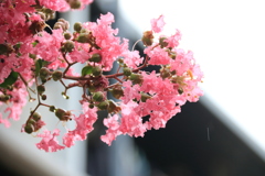 近所の百日紅