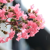 近所の百日紅