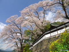 海禅寺の桜と菜の花