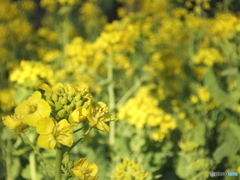 石神井公園に咲く菜の花3