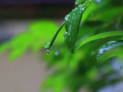 雨垂れ