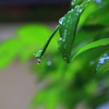 雨垂れ