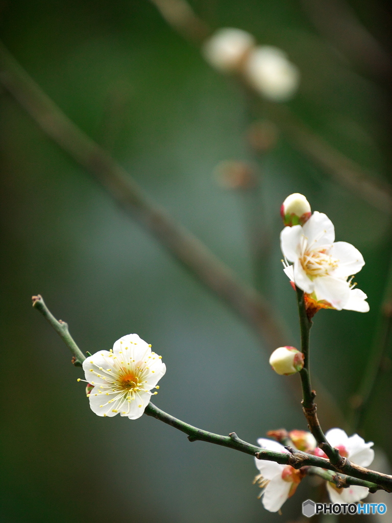 梅（新冬至）