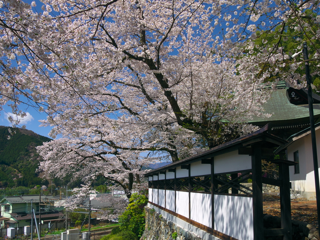 海禅寺の桜