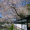 海禅寺の桜