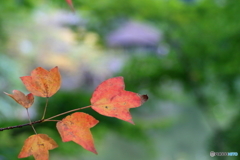 紅葉が始まった