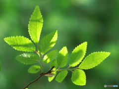 日比谷公園の新緑04