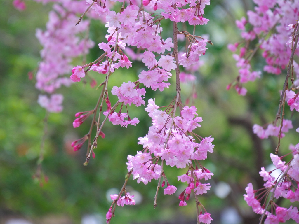 枝垂れ桜