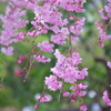 枝垂れ桜